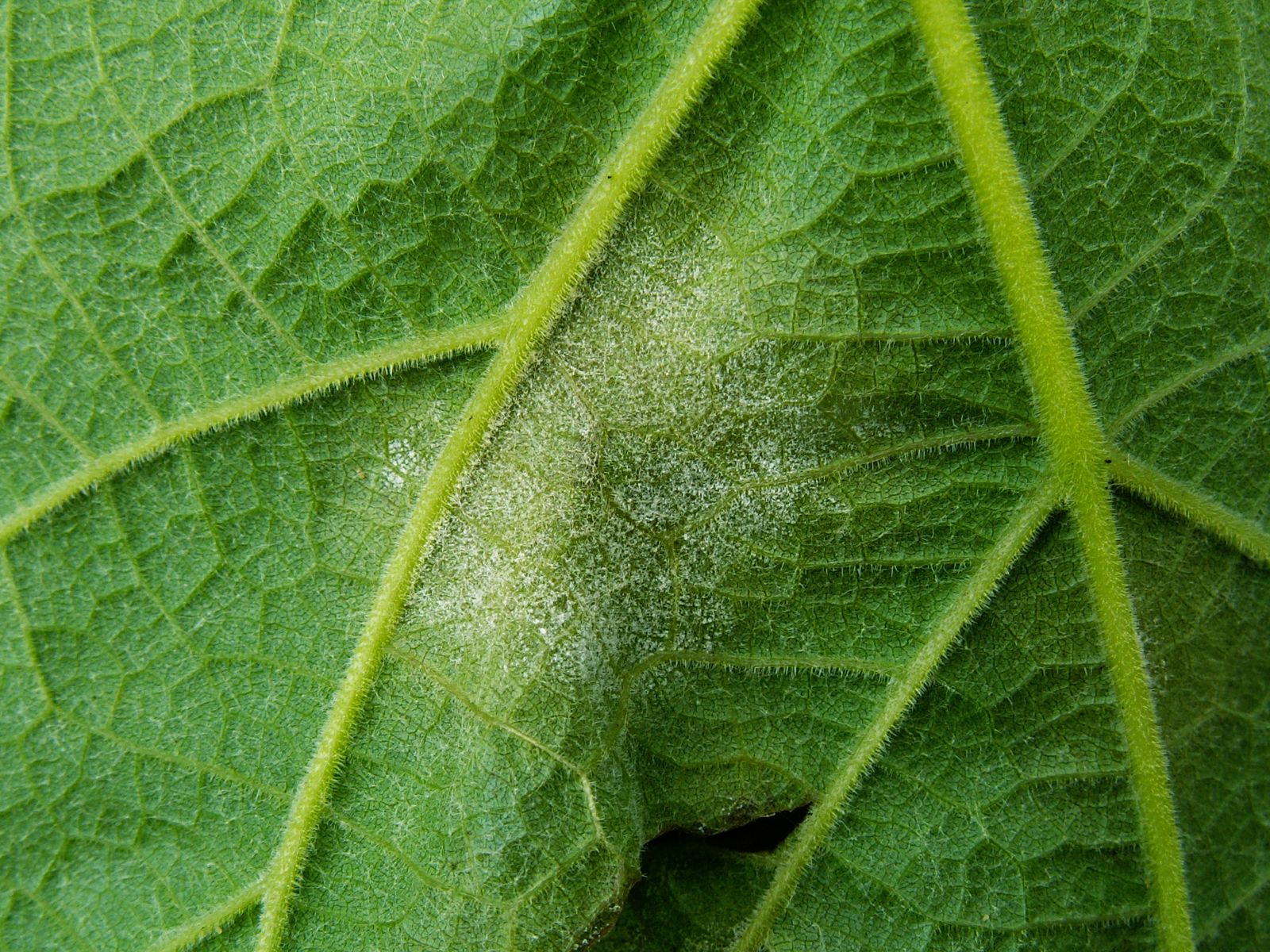 Des vignes à VANIILA !